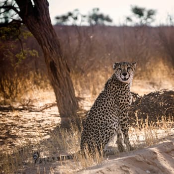 Cheetah sitting in backlit under tree shadow in Kgalagadi transfrontier park, South Africa ; Specie Acinonyx jubatus family of Felidae