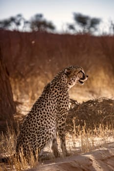 Cheetah sitting in backlit under tree shadow in Kgalagadi transfrontier park, South Africa ; Specie Acinonyx jubatus family of Felidae