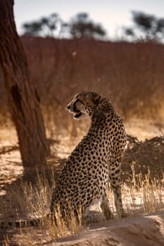 Cheetah sitting in backlit under tree shadow in Kgalagadi transfrontier park, South Africa ; Specie Acinonyx jubatus family of Felidae