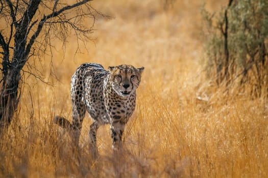Cheetah walking front view in dry savannah in Kgalagadi transfrontier park, South Africa ; Specie Acinonyx jubatus family of Felidae