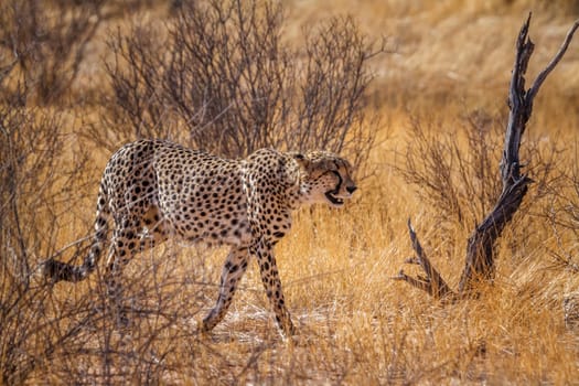 Cheetah walking in dry savannah in Kgalagadi transfrontier park, South Africa ; Specie Acinonyx jubatus family of Felidae