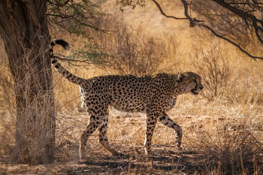 Cheetah marking territory in Kgalagadi transfrontier park, South Africa ; Specie Acinonyx jubatus family of Felidae