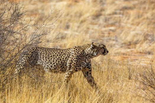 Cheetah walking in dry savannah in Kgalagadi transfrontier park, South Africa ; Specie Acinonyx jubatus family of Felidae