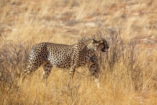 Cheetah walking in dry savannah in Kgalagadi transfrontier park, South Africa ; Specie Acinonyx jubatus family of Felidae