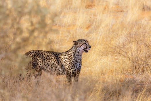 Cheetah roaring in dry savannah in Kgalagadi transfrontier park, South Africa ; Specie Acinonyx jubatus family of Felidae