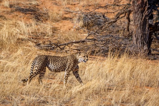 Cheetah walking in dry savannah in Kgalagadi transfrontier park, South Africa ; Specie Acinonyx jubatus family of Felidae