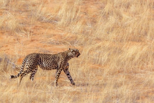 Cheetah walking in dry savannah in Kgalagadi transfrontier park, South Africa ; Specie Acinonyx jubatus family of Felidae