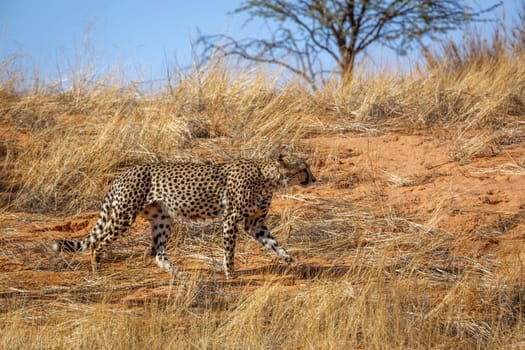 Cheetah walking in dry savannah in Kgalagadi transfrontier park, South Africa ; Specie Acinonyx jubatus family of Felidae