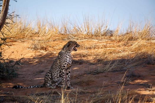 Cheetah sitting and calling in Kgalagadi transfrontier park, South Africa ; Specie Acinonyx jubatus family of Felidae