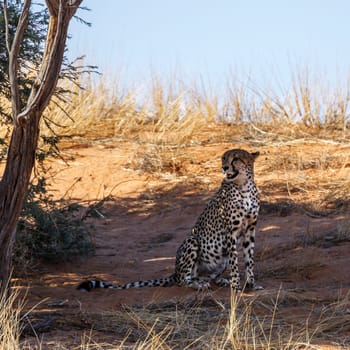 Cheetah sitting under tree shadow in Kgalagadi transfrontier park, South Africa ; Specie Acinonyx jubatus family of Felidae