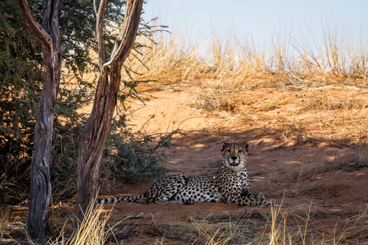 Cheetah lying down under tree shadow in Kgalagadi transfrontier park, South Africa ; Specie Acinonyx jubatus family of Felidae