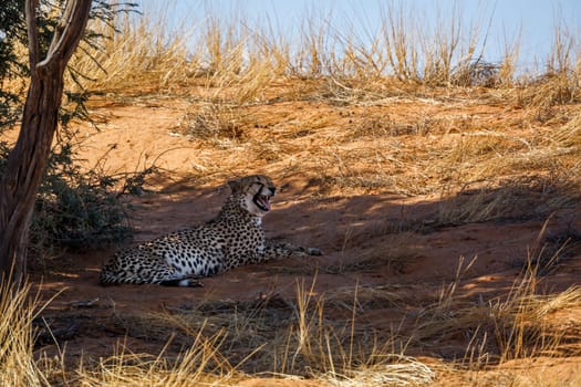 Cheetah lying down under tree shadow in Kgalagadi transfrontier park, South Africa ; Specie Acinonyx jubatus family of Felidae