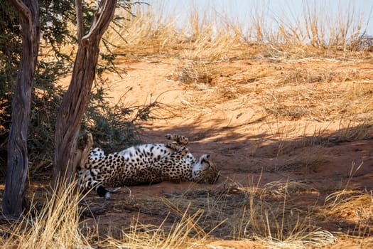 Cheetah lying down under tree shadow in Kgalagadi transfrontier park, South Africa ; Specie Acinonyx jubatus family of Felidae