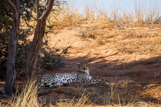 Cheetah lying down under tree shadow in Kgalagadi transfrontier park, South Africa ; Specie Acinonyx jubatus family of Felidae