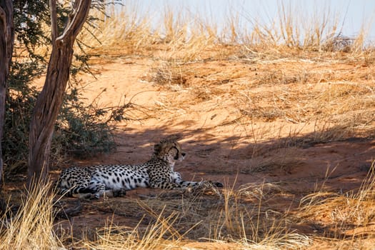 Cheetah lying down under tree shadow in Kgalagadi transfrontier park, South Africa ; Specie Acinonyx jubatus family of Felidae