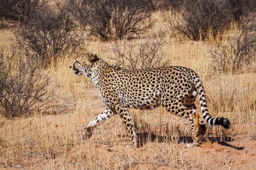 Cheetah walking in dry land in Kgalagadi transfrontier park, South Africa ; Specie Acinonyx jubatus family of Felidae