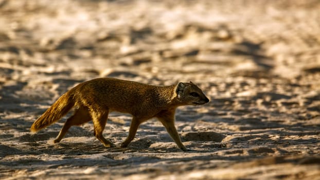 Yellow mongoose walking on sand in Kgalagadi transfrontier park, South Africa; specie Cynictis penicillata family of Herpestidae