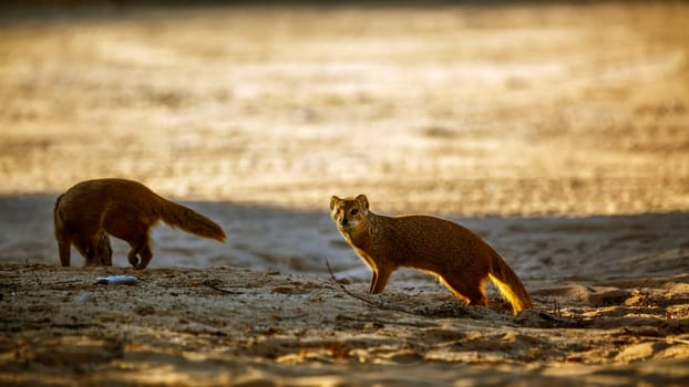 Two Yellow mongoose standing on sand in Kgalagadi transfrontier park, South Africa; specie Cynictis penicillata family of Herpestidae
