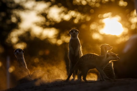 Meerkat family at sunset in dust in Kgalagadi transfrontier park, South Africa;  specie Suricata suricatta family of Herpestidae