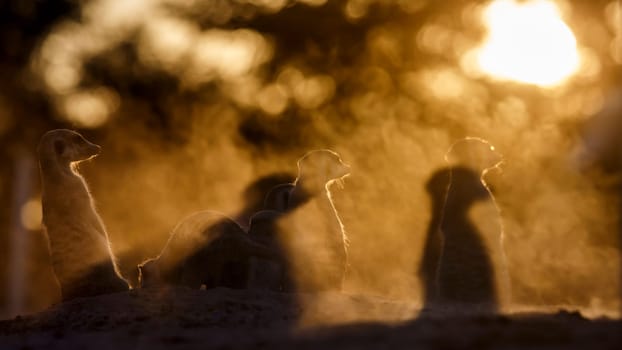 Meerkat family at sunset in dust in Kgalagadi transfrontier park, South Africa;  specie Suricata suricatta family of Herpestidae