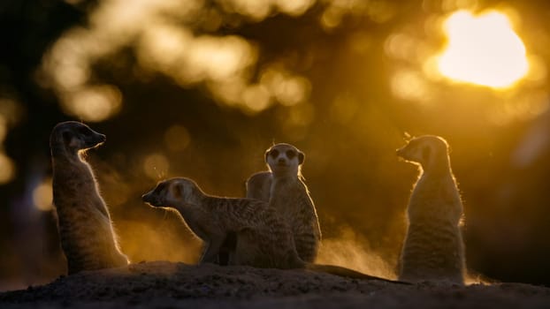 Meerkat family at sunset in dust in Kgalagadi transfrontier park, South Africa;  specie Suricata suricatta family of Herpestidae