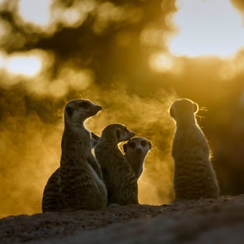 Meerkats family watching sunset in Kgalagadi transfrontier park, South Africa; specie Suricata suricatta family of Herpestidae