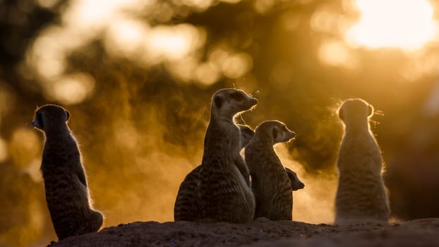 Meerkats family watching sunset in Kgalagadi transfrontier park, South Africa; specie Suricata suricatta family of Herpestidae