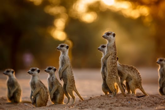 Small group of Meerkats in alert at dawn in Kgalagadi transfrontier park, South Africa; specie Suricata suricatta family of Herpestidae