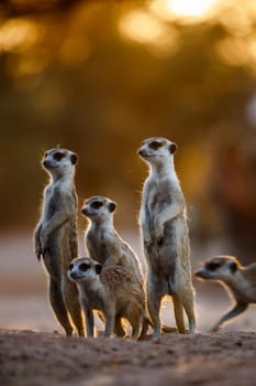 Small group of Meerkats in alert at dawn in Kgalagadi transfrontier park, South Africa; specie Suricata suricatta family of Herpestidae