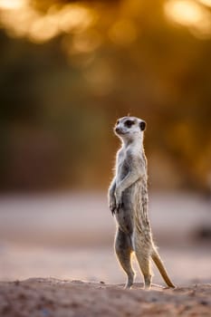 Meerkat standing in alert at dawn in Kgalagadi transfrontier park, South Africa; specie Suricata suricatta family of Herpestidae