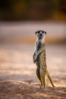 Meerkat standing in alert at dawn in Kgalagadi transfrontier park, South Africa; specie Suricata suricatta family of Herpestidae