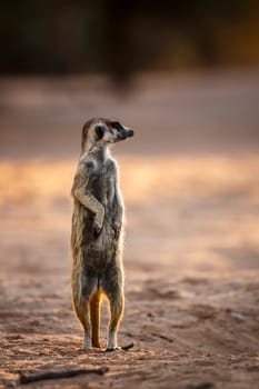 Meerkat standing in alert at dawn in Kgalagadi transfrontier park, South Africa; specie Suricata suricatta family of Herpestidae