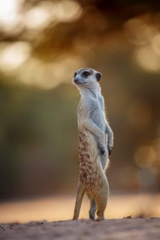 Meerkat standing in alert at dawn in Kgalagadi transfrontier park, South Africa; specie Suricata suricatta family of Herpestidae