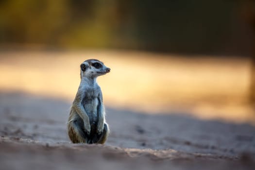 Meerkat sitting at dusk in dry land in Kgalagadi transfrontier park, South Africa; specie Suricata suricatta family of Herpestidae