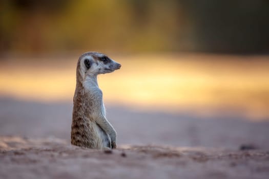 Meerkat in alert out of den in Kgalagadi transfrontier park, South Africa; specie Suricata suricatta family of Herpestidae