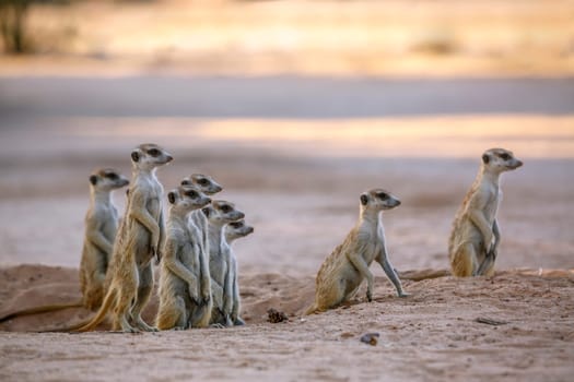 Smalll group of Meerkats in alert at dusk in Kgalagadi transfrontier park, South Africa; specie Suricata suricatta family of Herpestidae