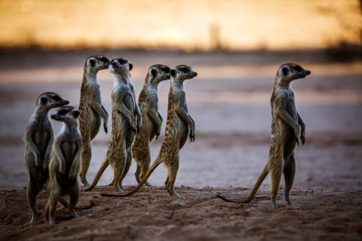 Smalll group of Meerkats in alert in Kgalagadi transfrontier park, South Africa; specie Suricata suricatta family of Herpestidae