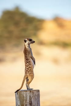 Meerkat in alert standing on a wood pole in Kgalagadi transfrontier park, South Africa; specie Suricata suricatta family of Herpestidae