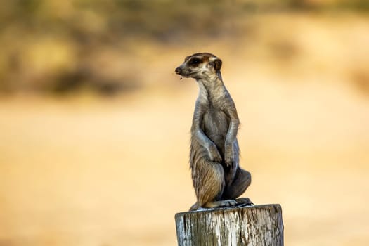 Meerkat in alert standing on a wood pole in Kgalagadi transfrontier park, South Africa; specie Suricata suricatta family of Herpestidae