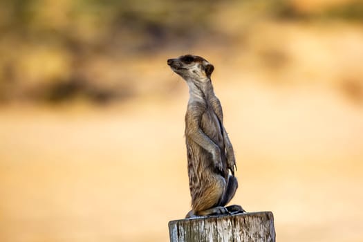 Meerkat in alert standing on a wood pole in Kgalagadi transfrontier park, South Africa; specie Suricata suricatta family of Herpestidae