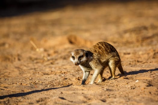 Meerkat scratching sand looking for food in Kgalagadi transfrontier park, South Africa; specie Suricata suricatta family of Herpestidae