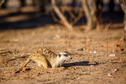 Meerkat scratching sand looking for food in Kgalagadi transfrontier park, South Africa; specie Suricata suricatta family of Herpestidae