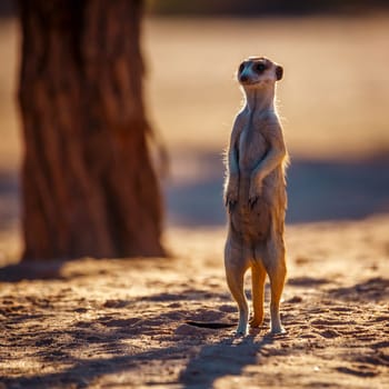 Meerkat standing in alert in dry land in Kgalagadi transfrontier park, South Africa; specie Suricata suricatta family of Herpestidae