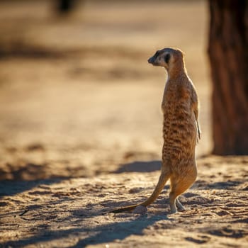 Meerkat standing in alert in dry land in Kgalagadi transfrontier park, South Africa; specie Suricata suricatta family of Herpestidae