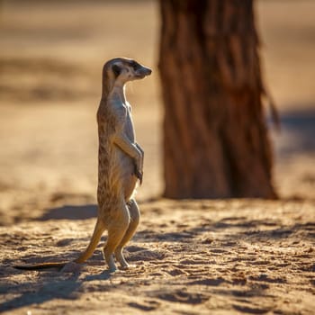 Meerkat standing in alert in dry land in Kgalagadi transfrontier park, South Africa; specie Suricata suricatta family of Herpestidae