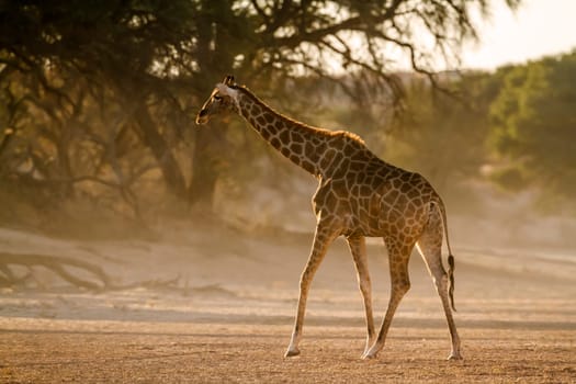 Giraffe walking backlit in morning light in Kgalagadi transfrontier park, South Africa ; Specie Giraffa camelopardalis family of Giraffidae