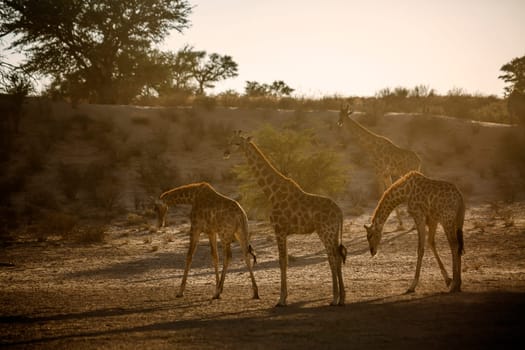 Four Giraffes standing in backlit in morning light in Kgalagadi transfrontier park, South Africa ; Specie Giraffa camelopardalis family of Giraffidae