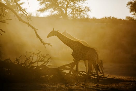 Giraffe walking backlit in morning light in Kgalagadi transfrontier park, South Africa ; Specie Giraffa camelopardalis family of Giraffidae