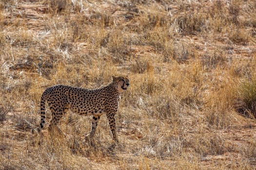 Cheetah walking backlit in dry land in Kgalagadi transfrontier park, South Africa ; Specie Acinonyx jubatus family of Felidae