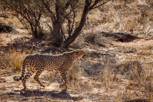 Cheetah walking backlit in dry land in Kgalagadi transfrontier park, South Africa ; Specie Acinonyx jubatus family of Felidae